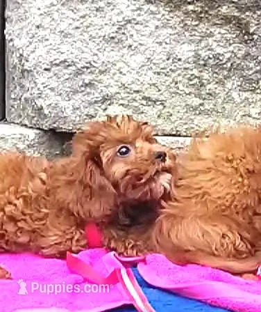 RED LITTLE SISTER FOR SALE