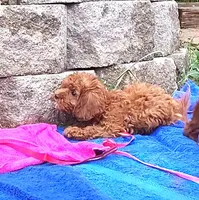 RED LITTLE SISTER FOR SALE, a female Cavapoo for sale in Bettendorf, IA – Photo 7 of 7