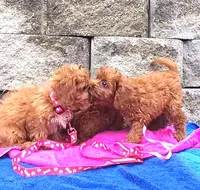 RED LITTLE SISTER FOR SALE, a female Cavapoo for sale in Bettendorf, IA – Photo 5 of 7