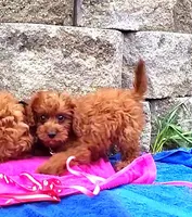 RED LITTLE SISTER FOR SALE, a female Cavapoo for sale in Bettendorf, IA – Photo 4 of 7