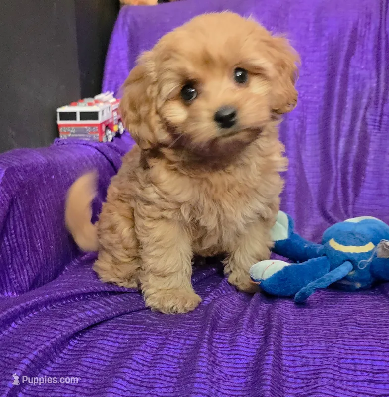 NEW PUPPY  GOLDEN  little KING FLUFFy – Cavapoo puppy for sale in Bettendorf, IA