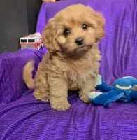 NEW PUPPY  GOLDEN  little KING FLUFFy, a male Cavapoo for sale in Bettendorf, IA – 6 of 8