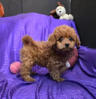 RED FLUFF QUEEN , a female Cavapoo for sale in Bettendorf, IA – 1 of 9