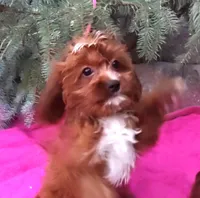 RED FIREWORKS HOLD, a male Cavapoo for sale in Bettendorf, IA – Photo 4 of 10