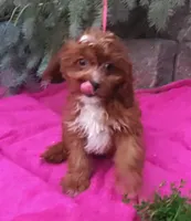 RED FIREWORKS HOLD, a male Cavapoo for sale in Bettendorf, IA – Photo 8 of 10