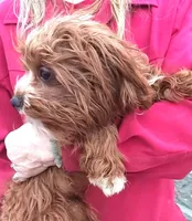 RED FIREWORKS HOLD, a male Cavapoo for sale in Bettendorf, IA – Photo 3 of 10