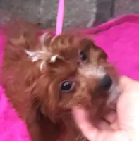 RED FIREWORKS HOLD, a male Cavapoo for sale in Bettendorf, IA – Photo 7 of 10