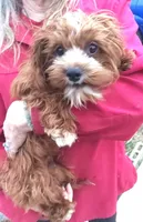 RED FIREWORKS HOLD, a male Cavapoo for sale in Bettendorf, IA – Photo 2 of 10