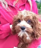 RED FIREWORKS HOLD, a male Cavapoo for sale in Bettendorf, IA – Photo 1 of 10