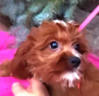 RED FIREWORKS HOLD, a male Cavapoo for sale in Bettendorf, IA – Photo 5 of 10