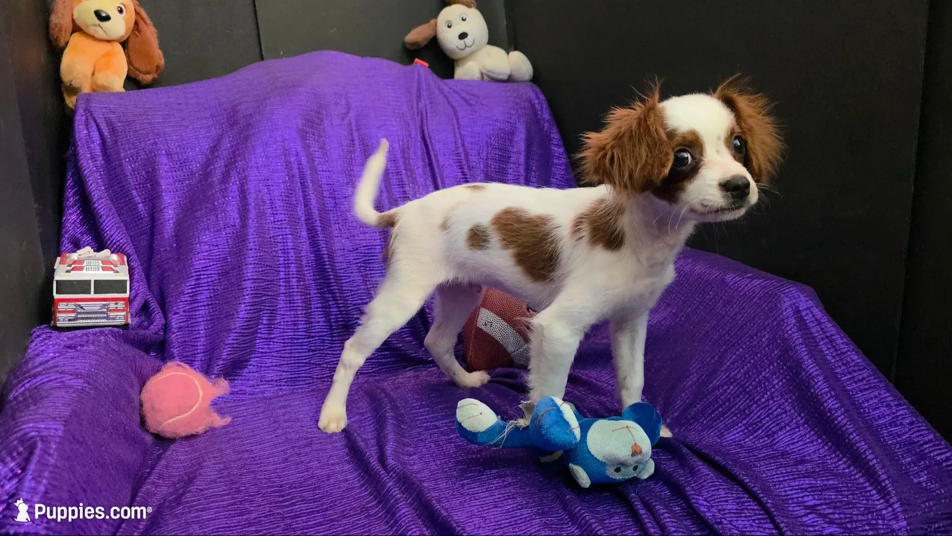  SILKY WHITE BEAMER, a male Cavalier King Charles Spaniel and Poodle - Toy  for sale in Bettendorf, IA – 6 of 9