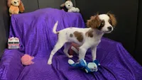  SILKY WHITE BEAMER, a male Cavalier King Charles Spaniel and Poodle - Toy  for sale in Bettendorf, IA – 2 of 10