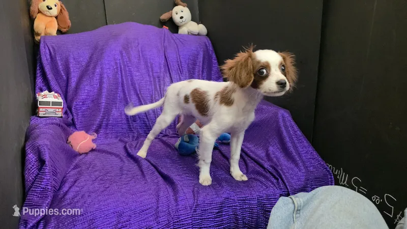  SILKY WHITE BEAMER – Cavalier King Charles Spaniel, Poodle - Toy  puppy for sale in Bettendorf, IA