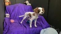  SILKY WHITE BEAMER, a male Cavalier King Charles Spaniel and Poodle - Toy  for sale in Bettendorf, IA – 6 of 10