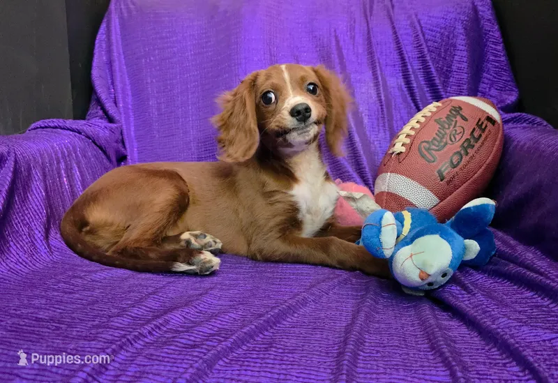 Bently blaze – Cavapoo puppy for sale in Bettendorf, IA