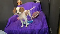  SILKY WHITE BEAMER, a male Cavalier King Charles Spaniel and Poodle - Toy  for sale in Bettendorf, IA – 4 of 10