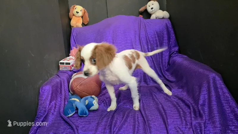  SILKY WHITE BEAMER – Cavalier King Charles Spaniel, Poodle - Toy  puppy for sale in Bettendorf, IA