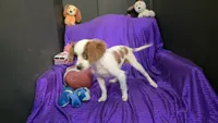 SILKY WHITE BEAMER, a male Cavalier King Charles Spaniel and Poodle - Toy  for sale in Bettendorf, IA – 3 of 10