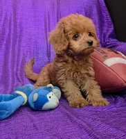 RED FLUFF QUEEN , a female Cavapoo for sale in Bettendorf, IA – 2 of 9