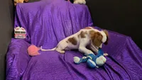  SILKY WHITE BEAMER, a male Cavalier King Charles Spaniel and Poodle - Toy  for sale in Bettendorf, IA – 8 of 10