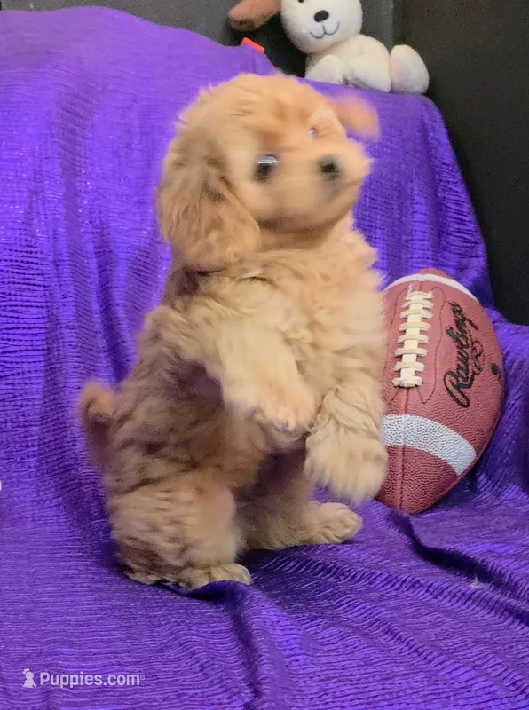 NEW PUPPY  GOLDEN  little KING FLUFFy – Cavapoo puppy for sale in Bettendorf, IA