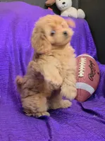 NEW PUPPY  GOLDEN  little KING FLUFFy, a male Cavapoo for sale in Bettendorf, IA – 1 of 8