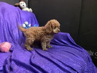 RED FLUFF QUEEN , a female Cavapoo for sale in Bettendorf, IA – 6 of 9