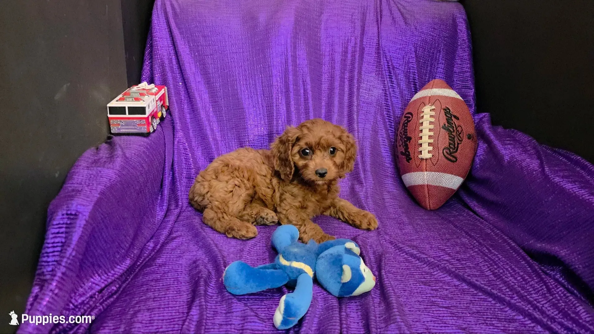 LITTLE MAX  NO SHED FLUFFY, a male Cavapoo and Cavalier King Charles Spaniel for sale in Bettendorf, IA – 5 of 6