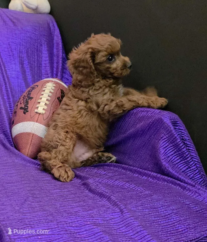 LITTLE MAX  NO SHED red FLUFFY – Cavapoo, Cavalier King Charles Spaniel puppy for sale in Bettendorf, IA