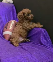 LITTLE MAX  NO SHED FLUFFY, a male Cavapoo and Cavalier King Charles Spaniel for sale in Bettendorf, IA – Photo 5 of 9