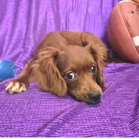 SILK TINY LADY NO SHED, a female Cavapoo and Cavalier King Charles Spaniel for sale in Bettendorf, IA – Photo 1 of 5