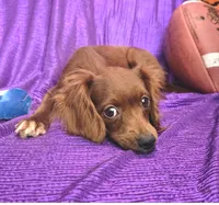 SILK  TINY LADY SMALL, a female Cavapoo and Cavalier King Charles Spaniel for sale in Bettendorf, IA – Photo 2 of 6
