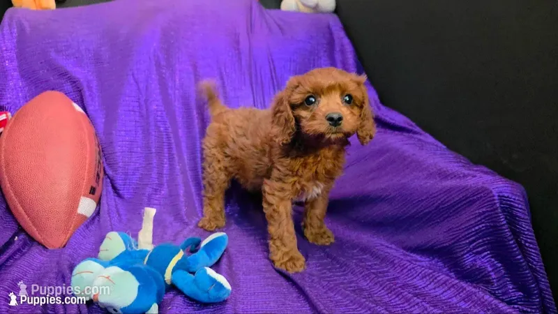 LITTLE MAX  NO SHED FLUFFY – Cavapoo, Cavalier King Charles Spaniel puppy for sale in Bettendorf, IA