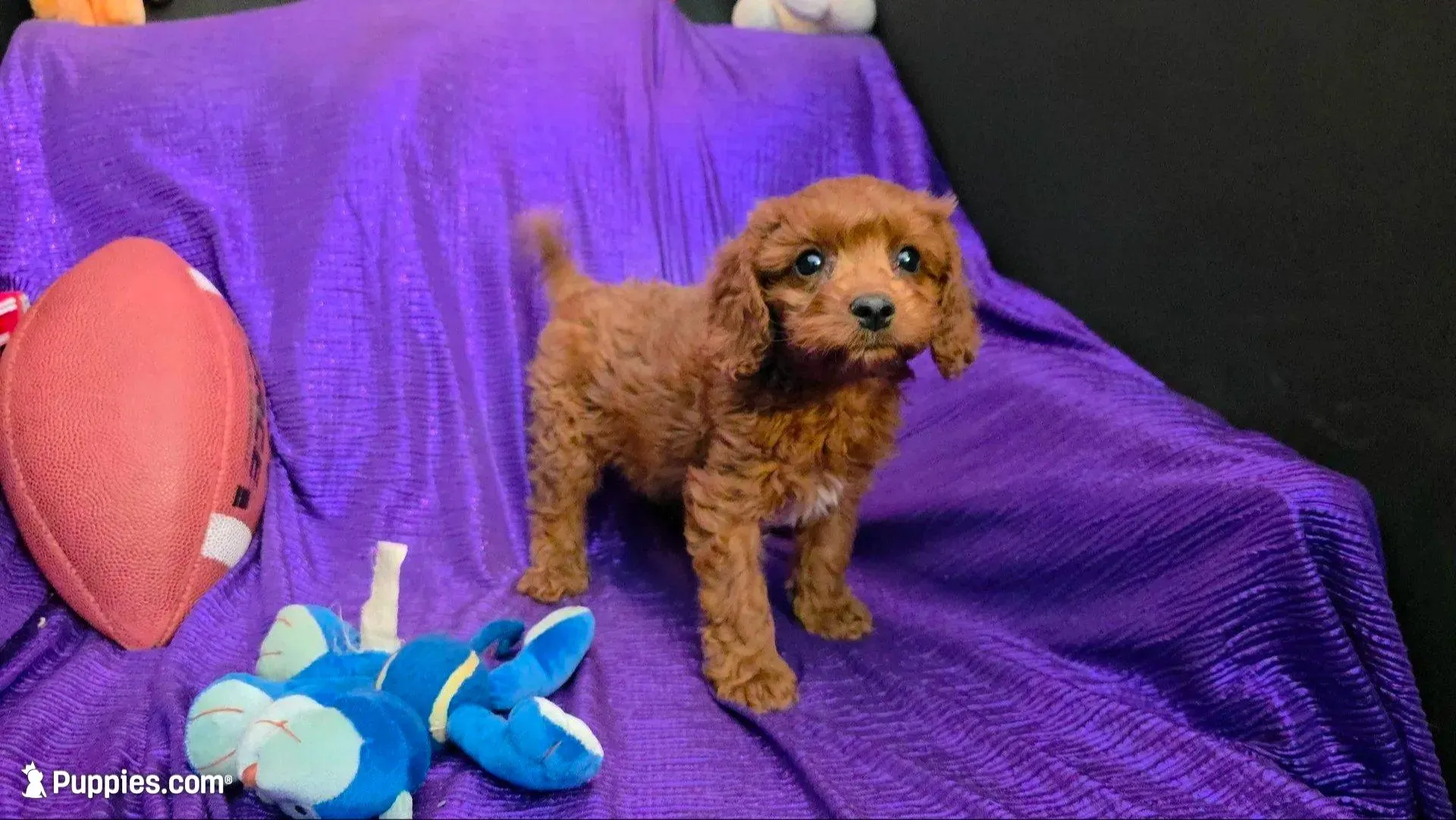 LITTLE MAX  NO SHED FLUFFY, a male Cavapoo and Cavalier King Charles Spaniel for sale in Bettendorf, IA – 4 of 6