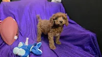 LITTLE MAX  NO SHED FLUFFY, a male Cavapoo and Cavalier King Charles Spaniel for sale in Bettendorf, IA – Photo 4 of 9