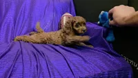 LITTLE MAX  NO SHED FLUFFY, a male Cavapoo and Cavalier King Charles Spaniel for sale in Bettendorf, IA – 6 of 6