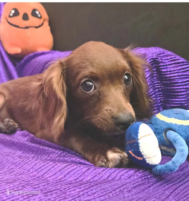 SILK TINY LADY NO SHED – Cavapoo, Cavalier King Charles Spaniel puppy for sale in Bettendorf, IA