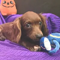 SILK TINY LADY NO SHED, a female Cavapoo and Cavalier King Charles Spaniel for sale in Bettendorf, IA – Photo 5 of 5