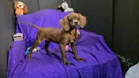 RED SILKY Tiny MIKE NONSHED, a male Cavapoo for sale in Bettendorf, IA – Photo 6 of 6