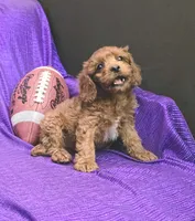 LITTLE MAX  NO SHED FLUFFY, a male Cavapoo and Cavalier King Charles Spaniel for sale in Bettendorf, IA – Photo 2 of 9