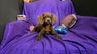 RED SILKY Tiny MIKE NONSHED, a male Cavapoo for sale in Bettendorf, IA – Photo 5 of 6