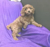 LITTLE MAX  NO SHED FLUFFY, a male Cavapoo and Cavalier King Charles Spaniel for sale in Bettendorf, IA – Photo 3 of 9