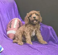 LITTLE MAX  NO SHED FLUFFY, a male Cavapoo and Cavalier King Charles Spaniel for sale in Bettendorf, IA – Photo 6 of 9