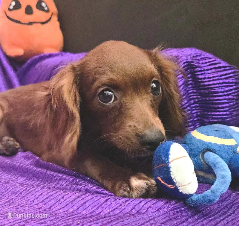 SILK  TINY LADY SMALL