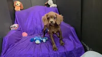 RED SILKY Tiny MIKE NONSHED, a male Cavapoo for sale in Bettendorf, IA – Photo 4 of 6