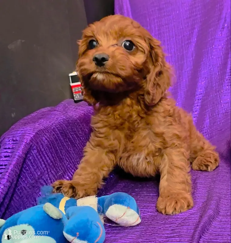 LITTLE MAX  NO SHED red FLUFFY – Cavapoo, Cavalier King Charles Spaniel puppy for sale in Bettendorf, IA