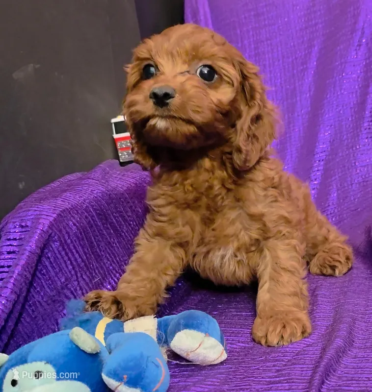 LITTLE MAX  NO SHED FLUFFY – Cavapoo, Cavalier King Charles Spaniel puppy for sale in Bettendorf, IA