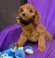 LITTLE MAX  NO SHED FLUFFY, a male Cavapoo and Cavalier King Charles Spaniel for sale in Bettendorf, IA – 1 of 6