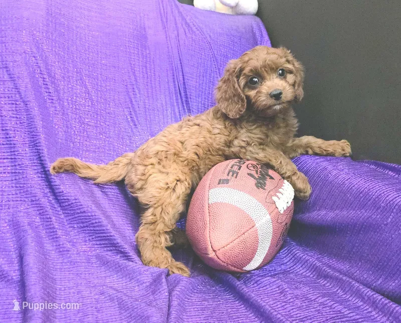 LITTLE MAX  NO SHED FLUFFY – Cavapoo, Cavalier King Charles Spaniel puppy for sale in Bettendorf, IA