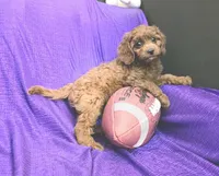 LITTLE MAX  NO SHED FLUFFY, a male Cavapoo and Cavalier King Charles Spaniel for sale in Bettendorf, IA – Photo 1 of 9